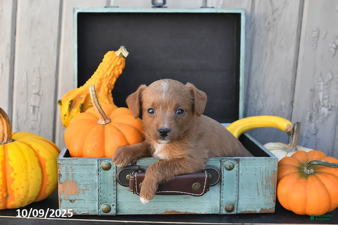 Mixed Breed dogs for sale: Timmy - Ad 9