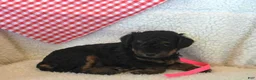 Cavapoo dogs for sale: Alice - Ad 3