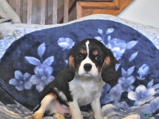 Cavalier King Charles Spaniel dogs Kobey - Ad 6