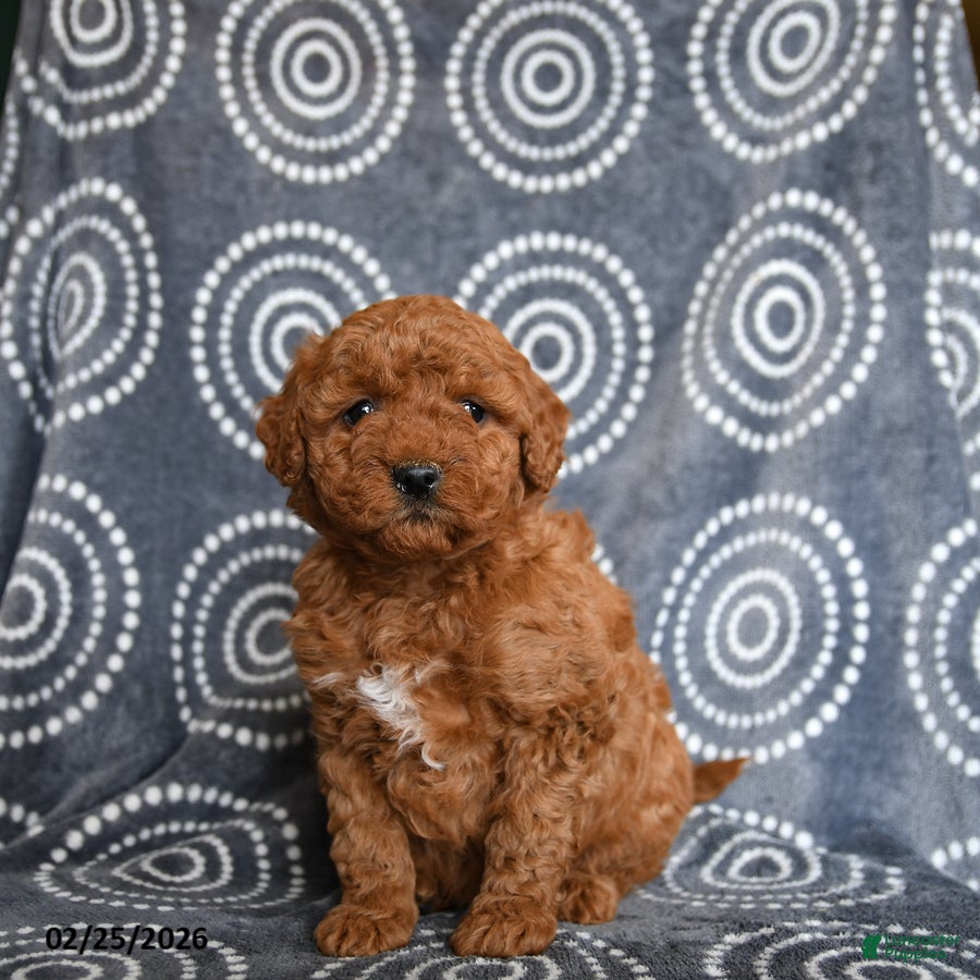 Mini Goldendoodle dogs Beverly - Ad 2