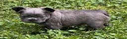 French Bulldog dogs for sale: Chloe - Ad 3