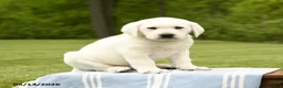 Labrador Retriever dogs for sale: Shasta - Ad 5