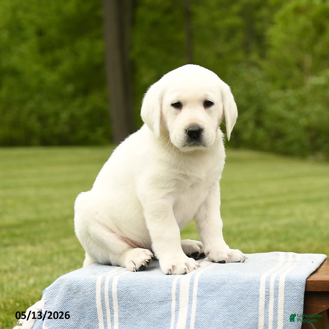 Labrador Retriever dogs for sale: Shasta - Ad 5