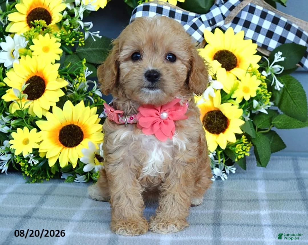 Cavapoo dogs for sale: Tulip - Ad 10
