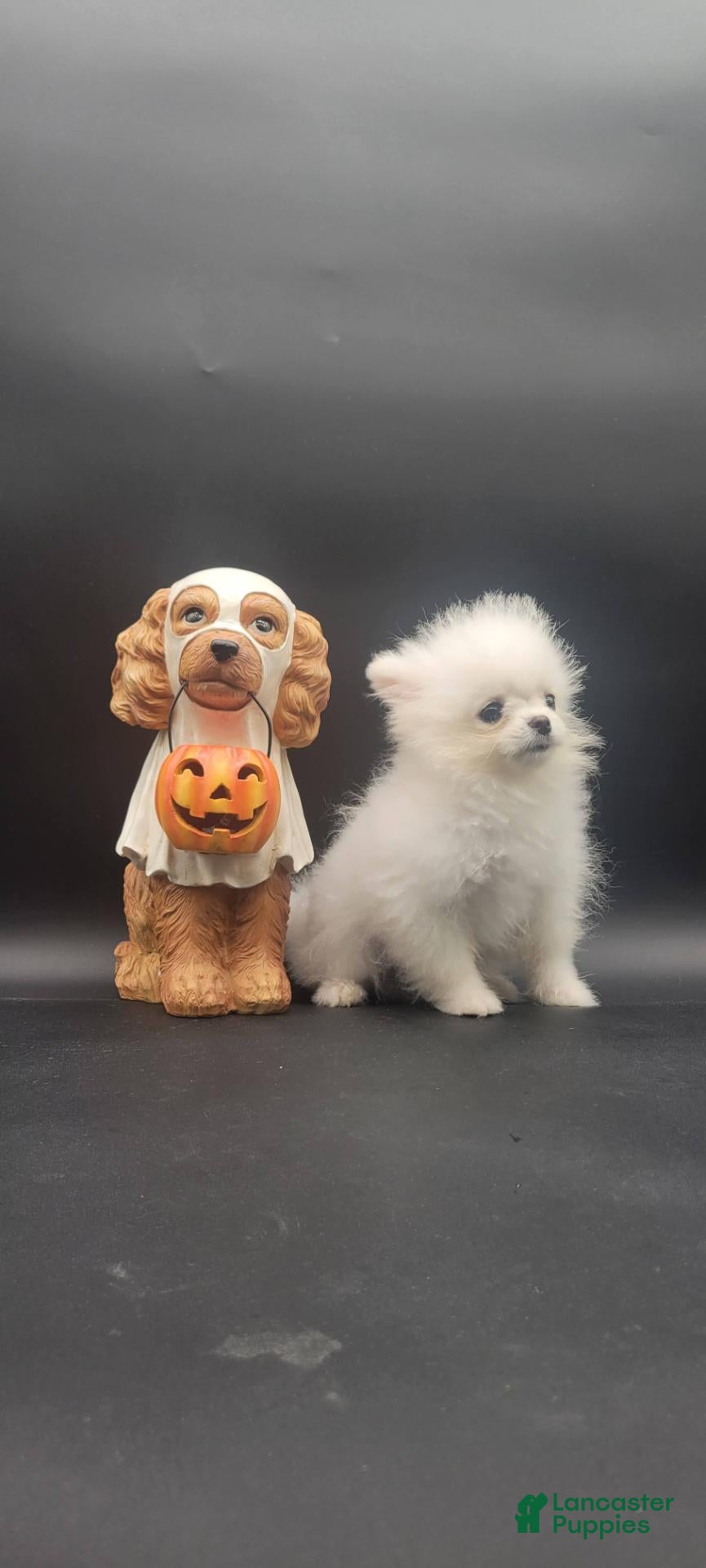 Pomeranian dogs Pomeranian 1 - Ad 1