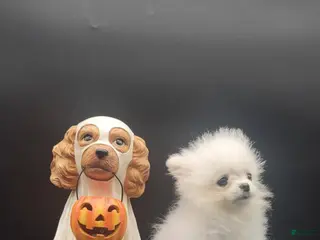 Pomeranian dogs Pomeranian 1 - Ad 1