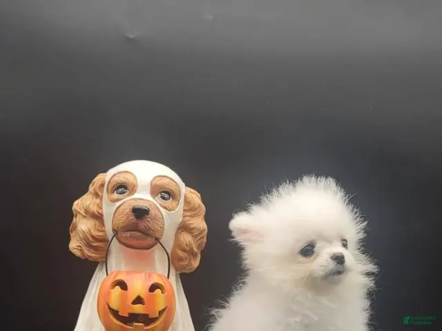 Pomeranian dogs Pomeranian 1 - Ad 1