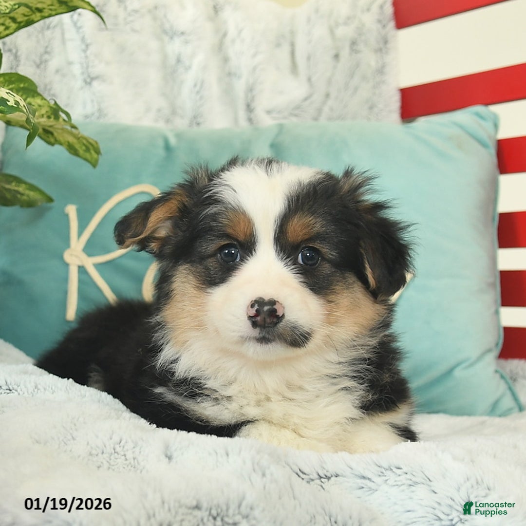 Welsh Corgi Pembroke dogs for sale: Harley  - Ad 2