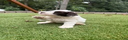 Aussiedoodle dogs for sale: Rexy - Ad 3