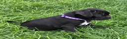 Mixed Breed dogs for sale: Poppy  - Ad 2