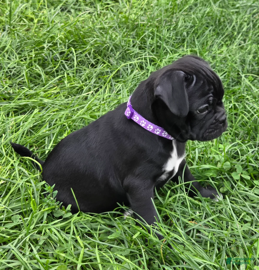 Mixed Breed dogs for sale: Poppy  - Ad 2