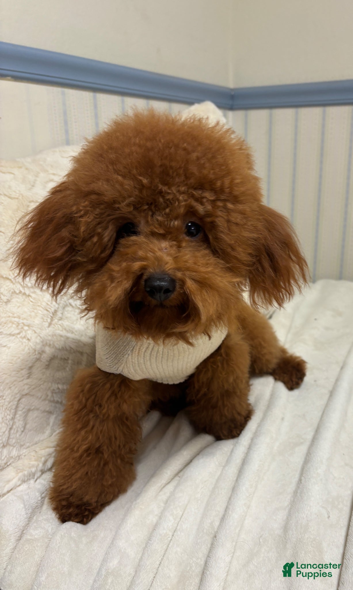 Toy Poodle dogs for stud: Archie - Ad 2