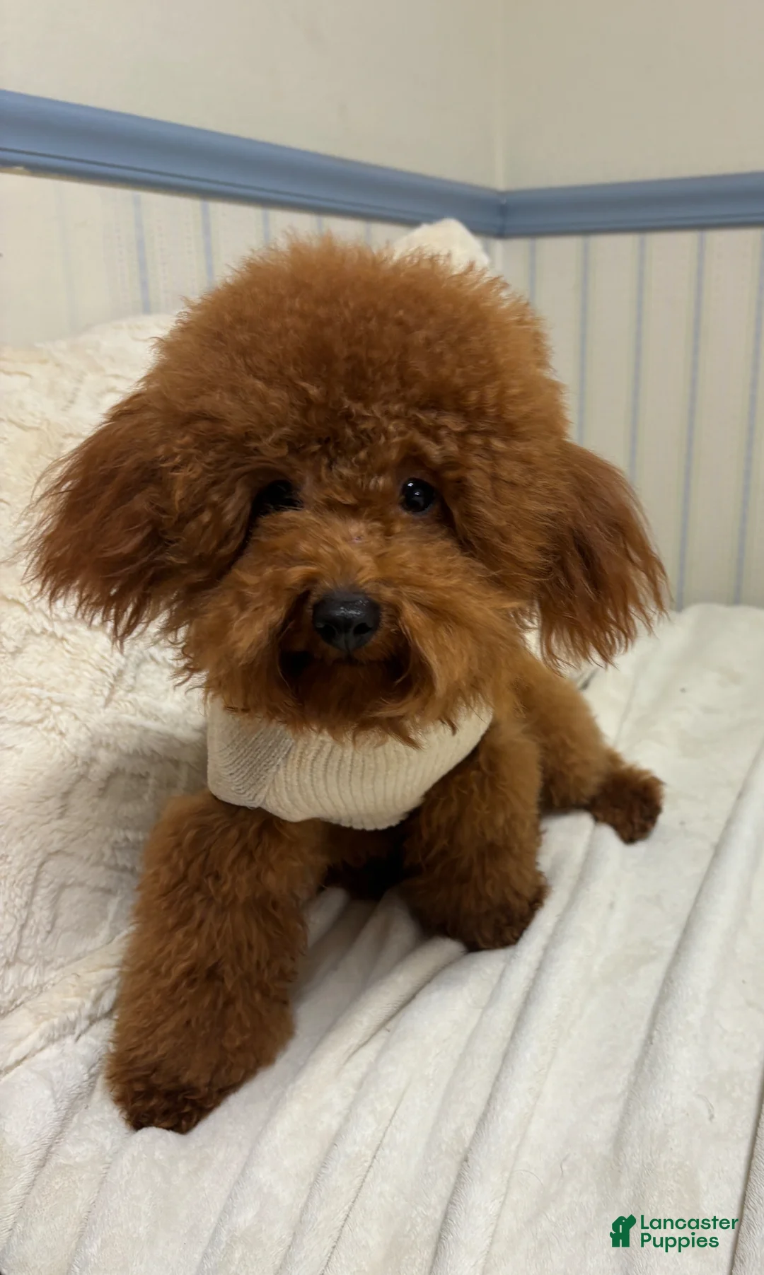 Toy Poodle dogs for stud: Archie - Ad 1
