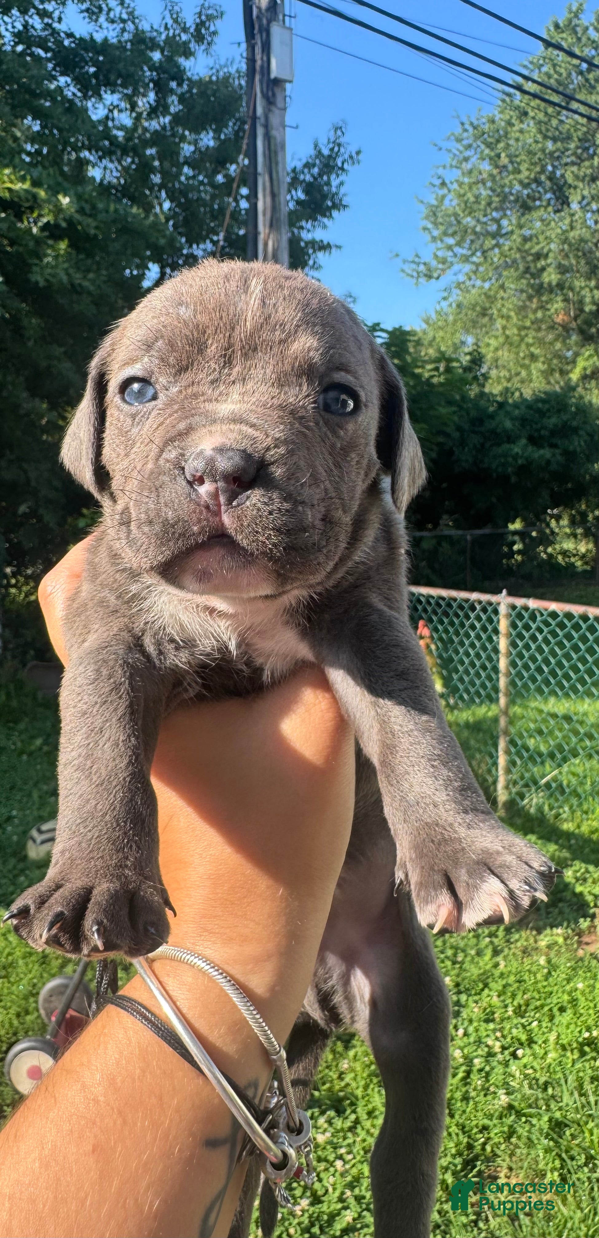 American Bully dogs American Bully 7 - Ad 6