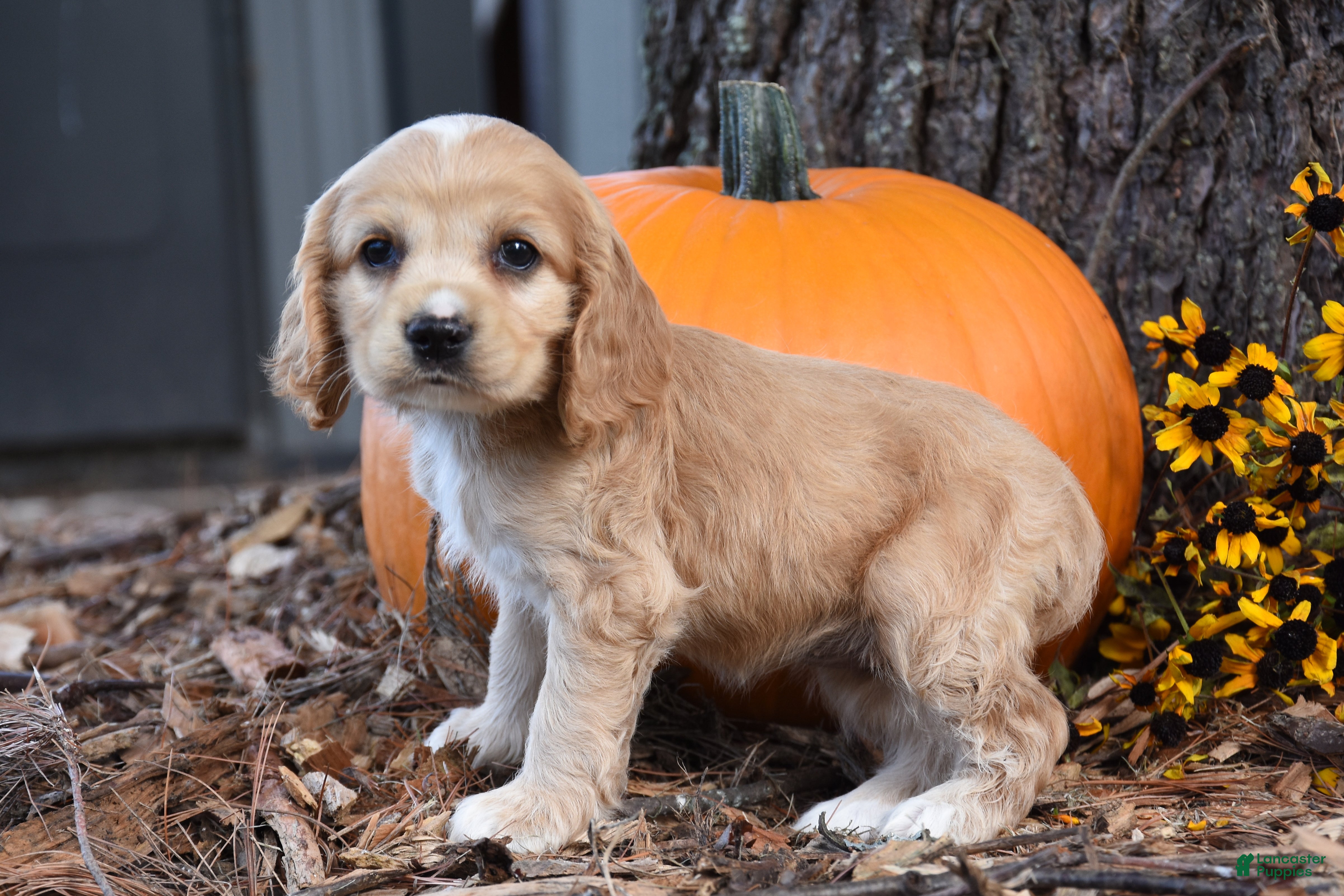 Cocker Spaniel dogs Maggie - Ad 2