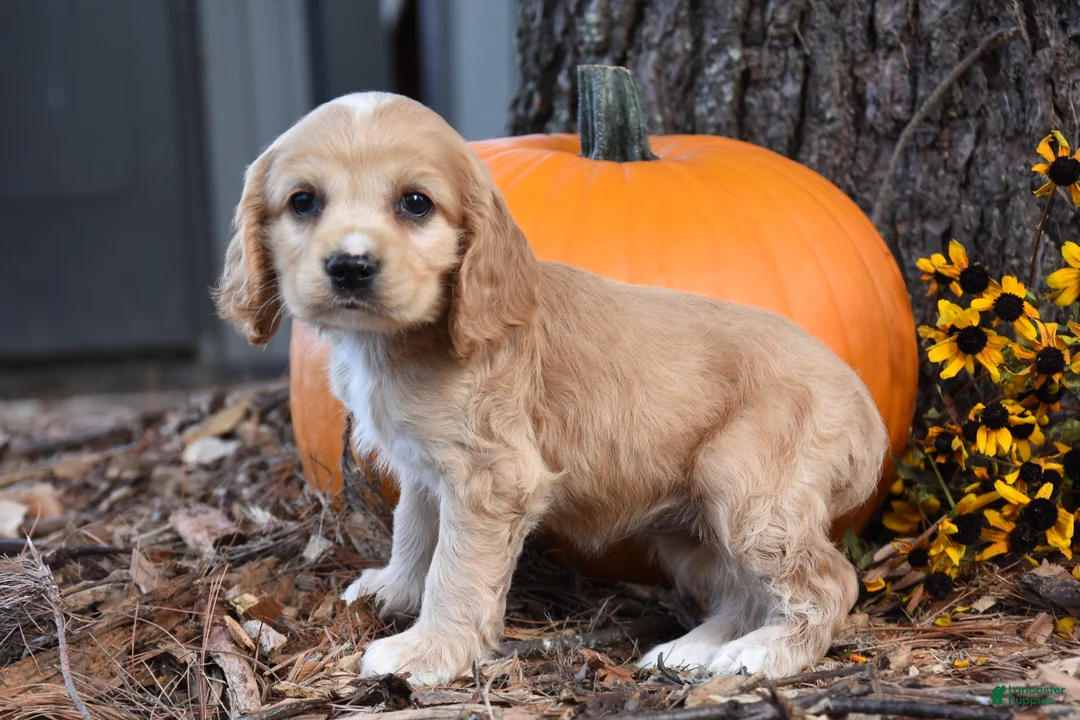 Cocker Spaniel dogs for sale: Maggie - Ad 2