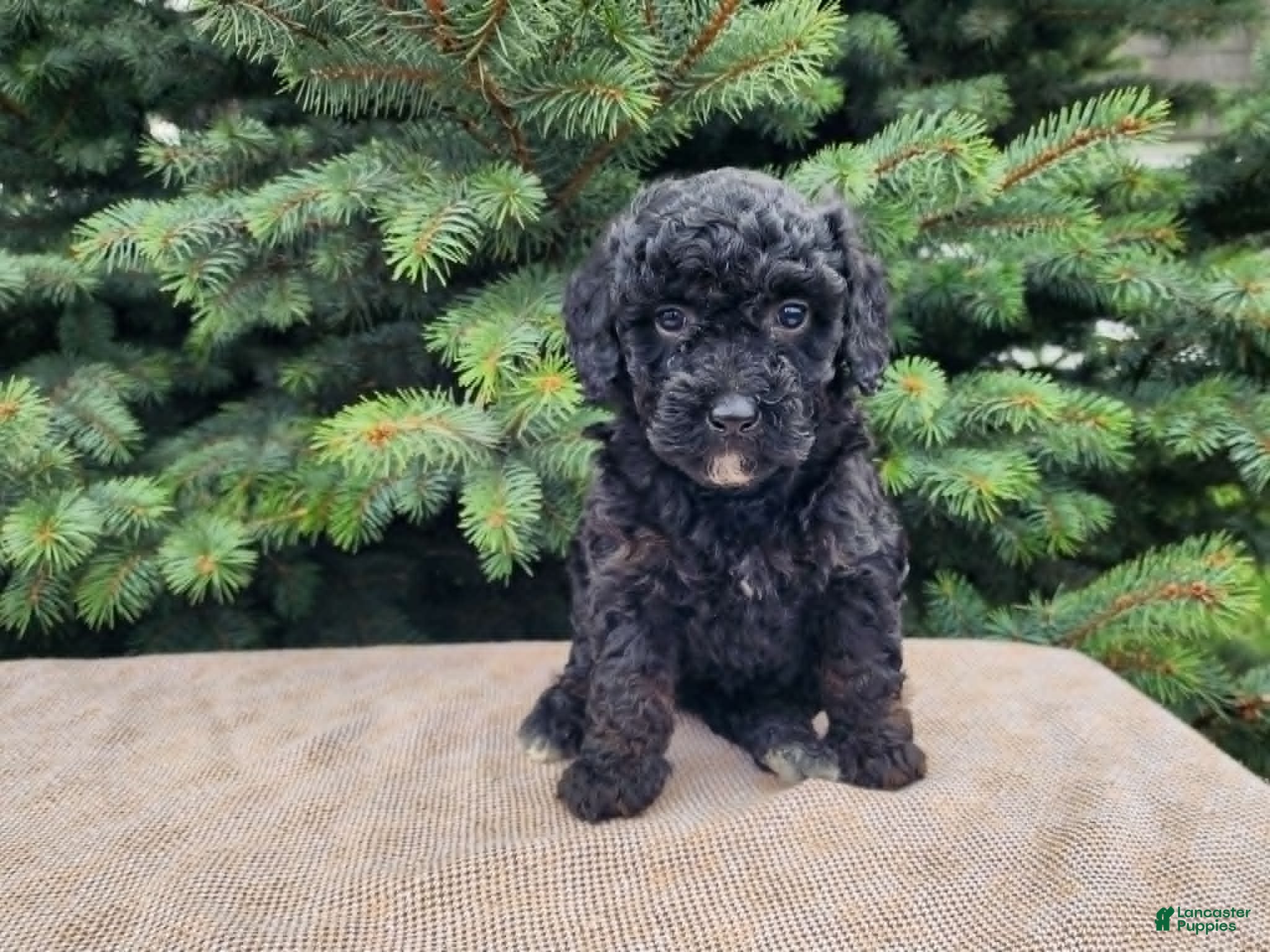 Mini Bernedoodle dogs Willow - Ad 28