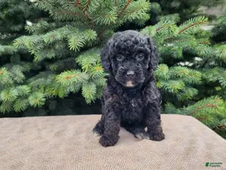 Mini Bernedoodle dogs Willow - Ad 28