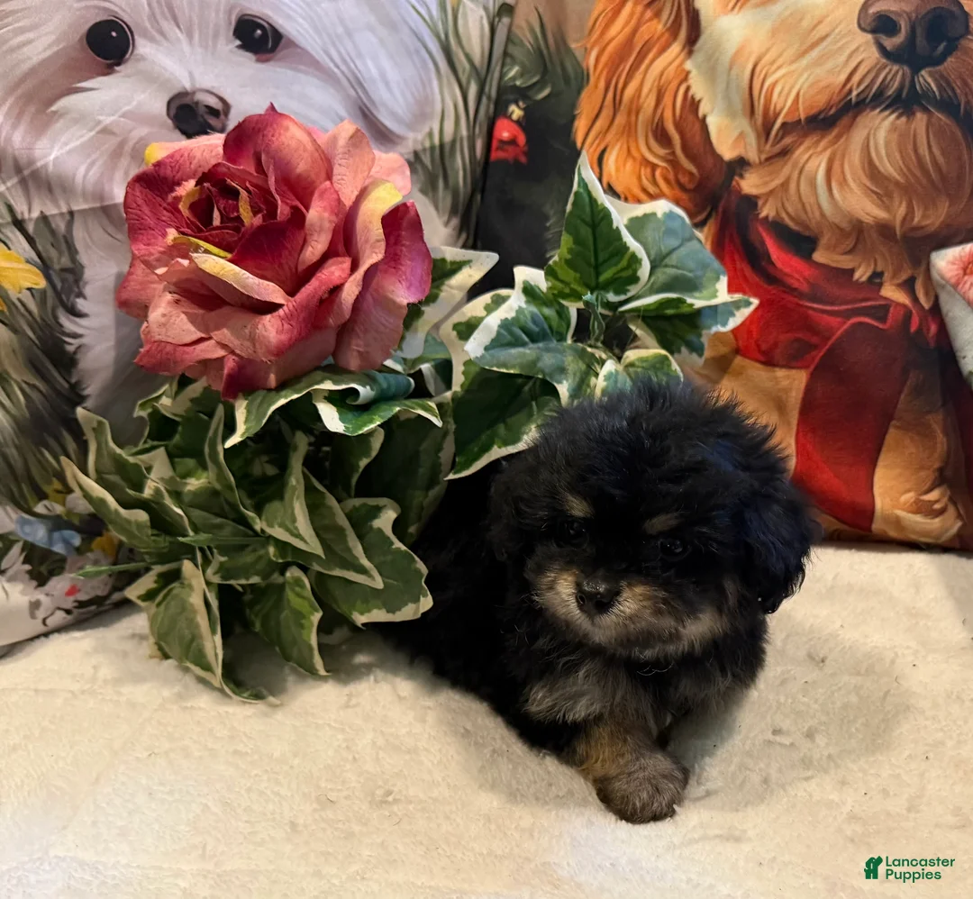 Maltipoo dogs for sale: Maltipoo Puppy 1 - Ad 1