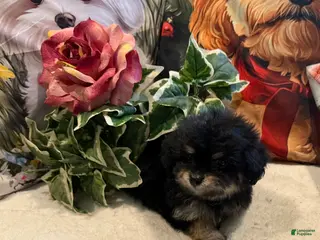 Maltipoo dogs Maltipoo Puppy 1 - Ad 8