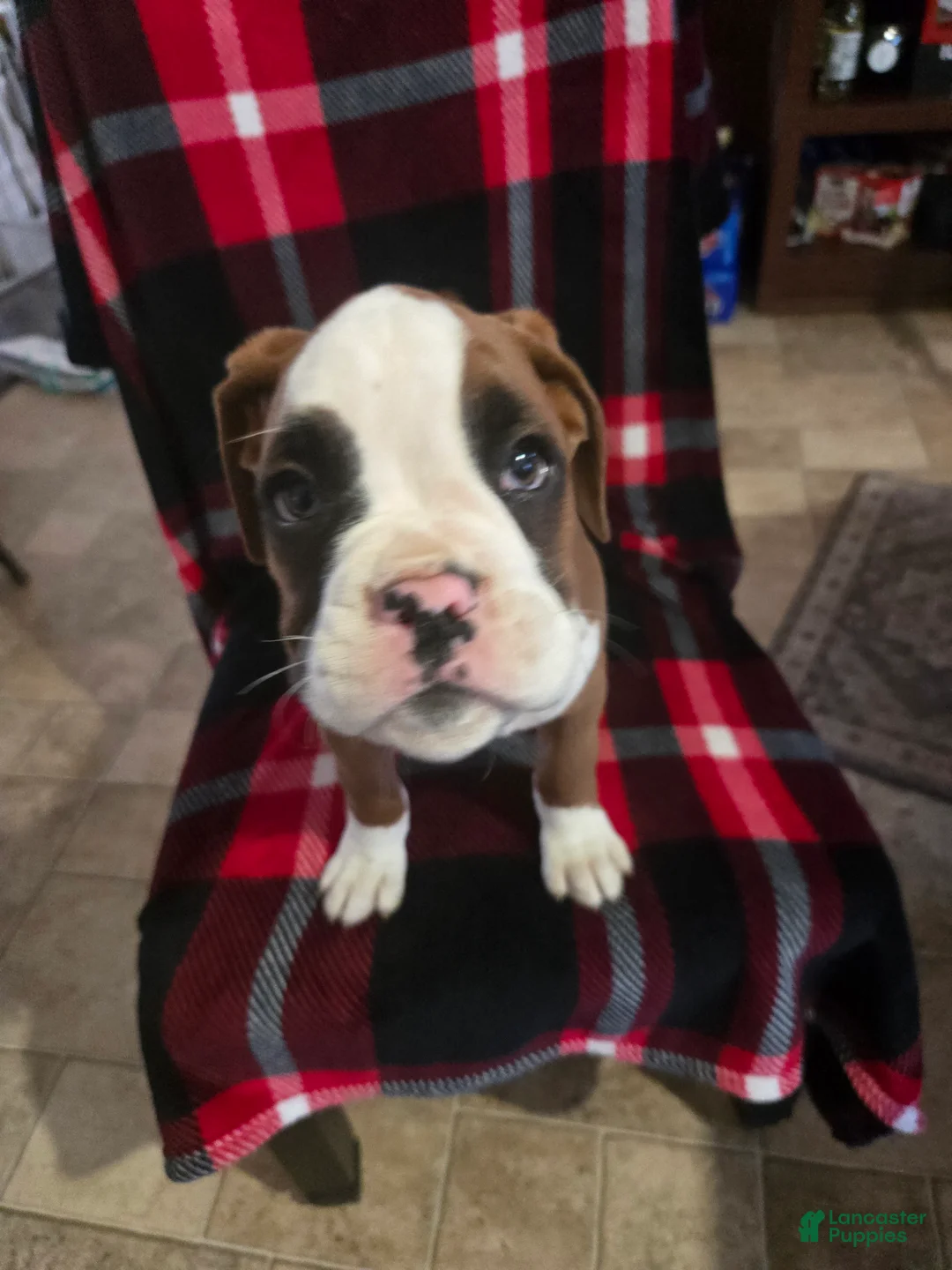 Boxer dogs for sale: Hank - Ad 4