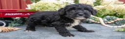 Miniature Schnauzer dogs for sale: Kingston - Ad 2