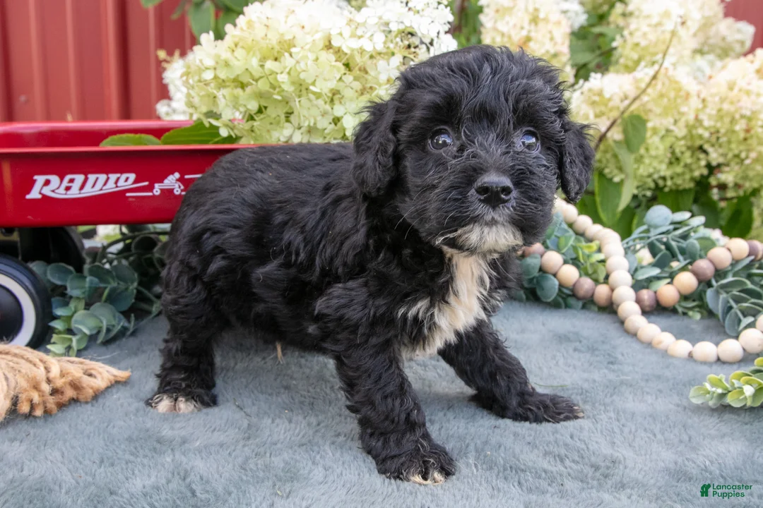 Miniature Schnauzer dogs for sale: Kingston - Ad 2