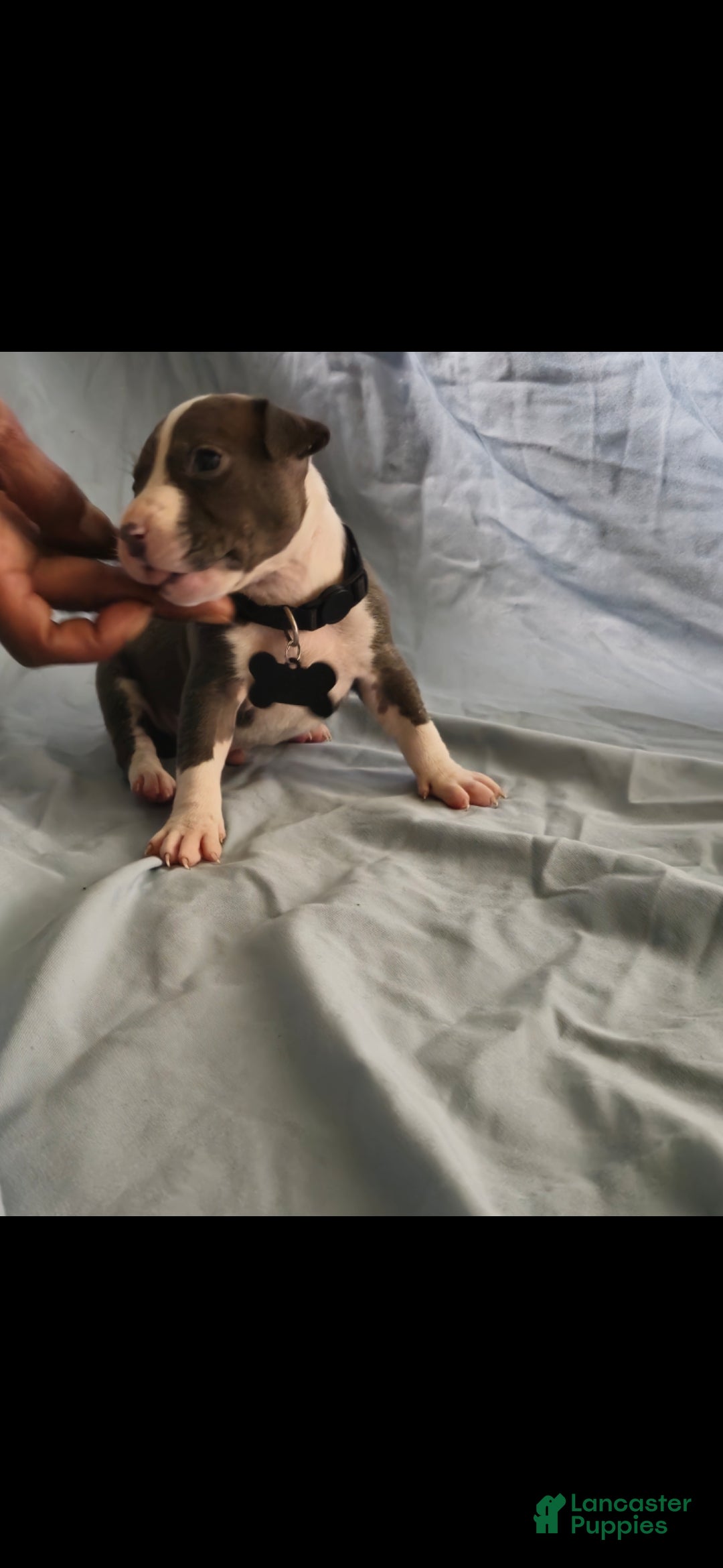 American Pit Bull Terrier dogs American Pit Bull Terrier 7 - Ad 17