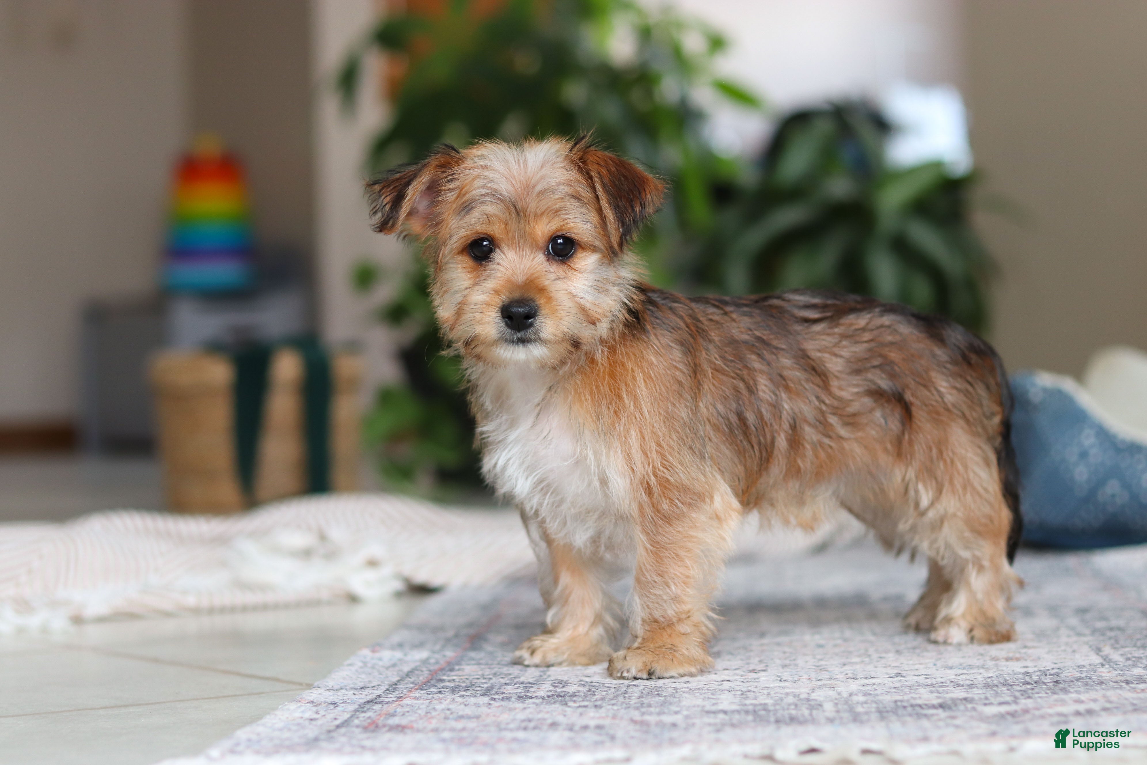 Morkie dogs Karis - Ad 1