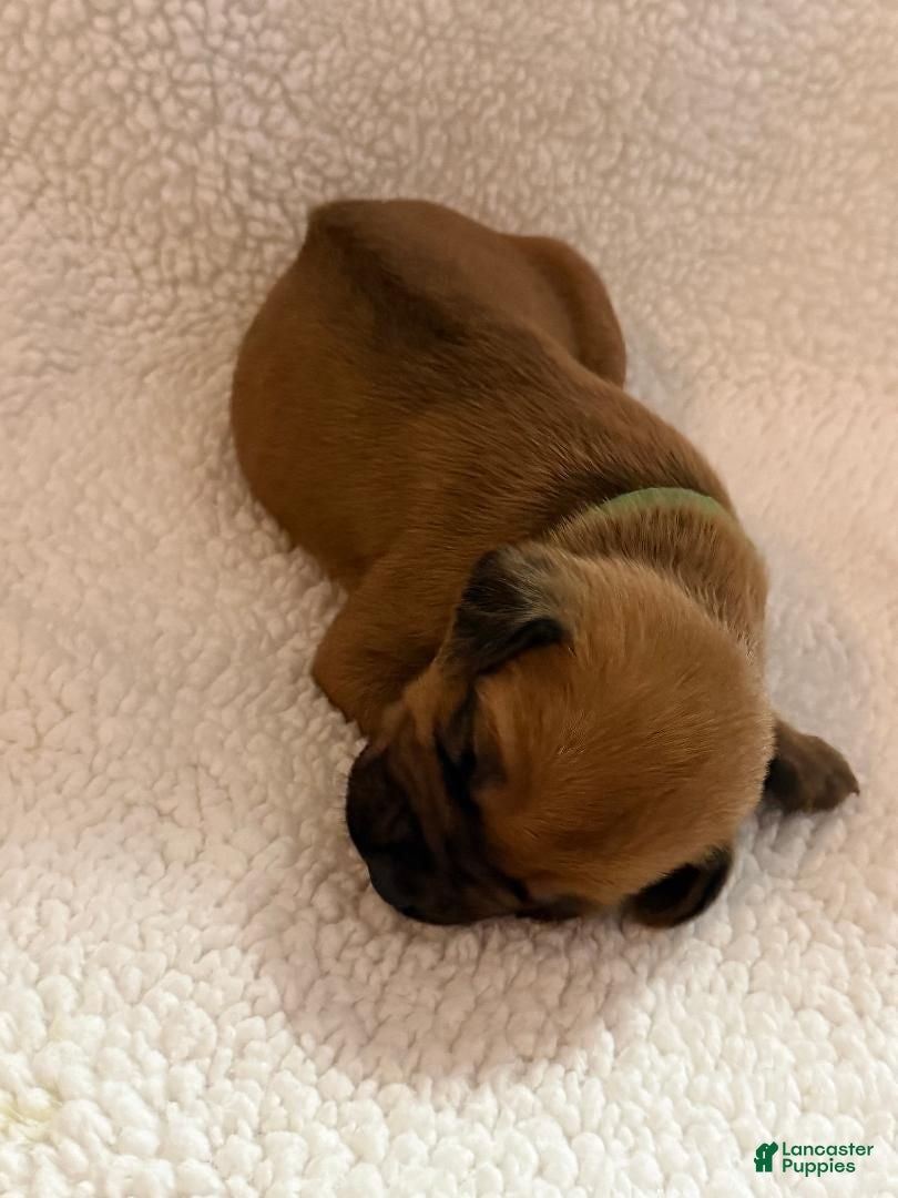Rhodesian Ridgeback dogs Rhodesian Ridgeback 2 - Ad 21