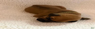 Rhodesian Ridgeback 2