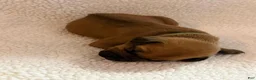 Rhodesian Ridgeback dogs for sale: Rhodesian Ridgeback 2 - Ad 1