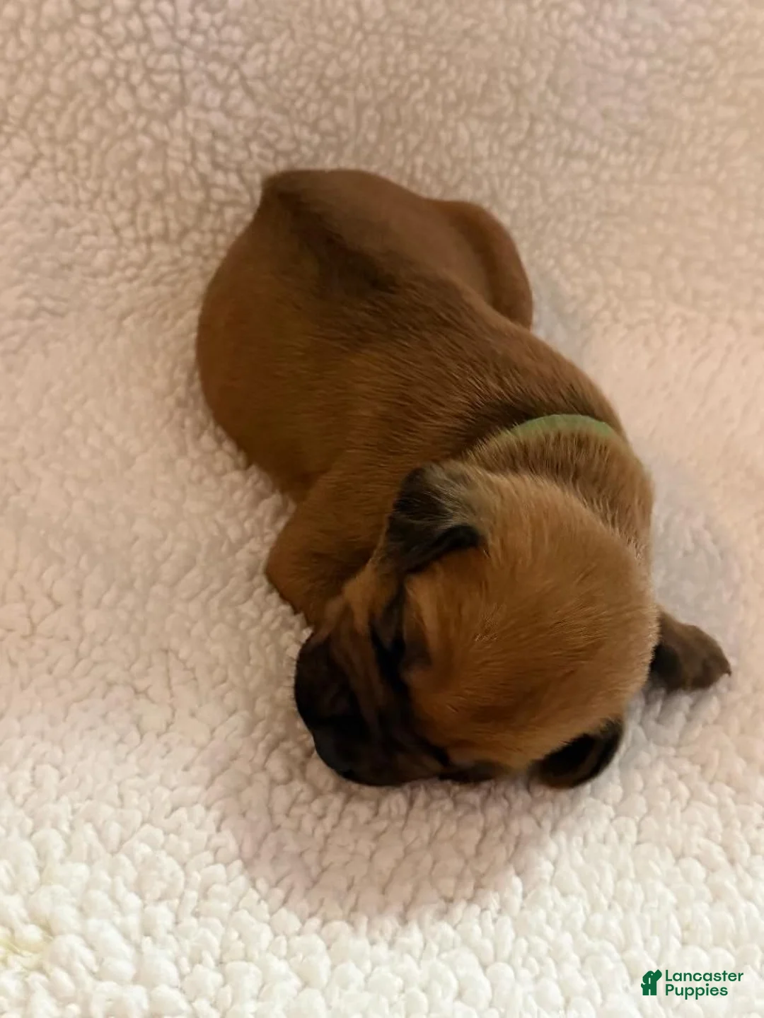 Rhodesian Ridgeback dogs for sale: Rhodesian Ridgeback 2 - Ad 1