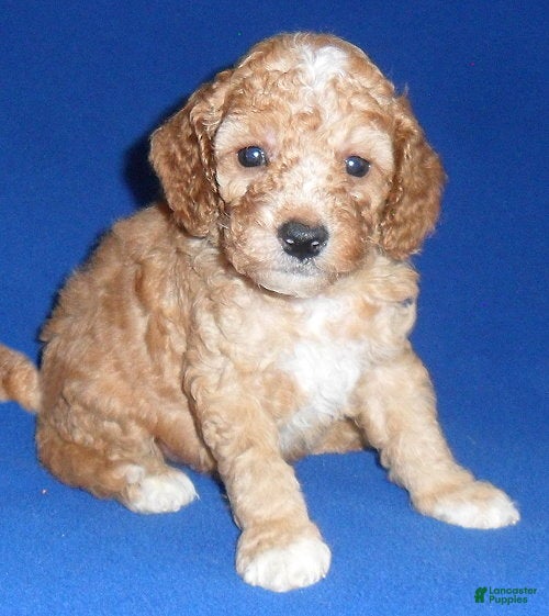 Cockapoo dogs Teddy - Ad 1