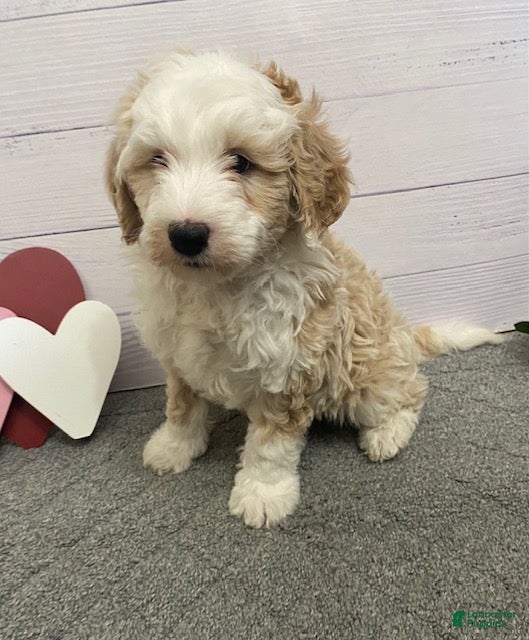 Mini Bernedoodle dogs Homer- genetic clear - Ad 34