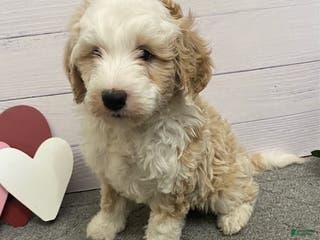 Mini Bernedoodle dogs Homer- genetic clear - Ad 34