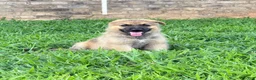 German Shepherd dogs for sale: Jodie - Ad 1