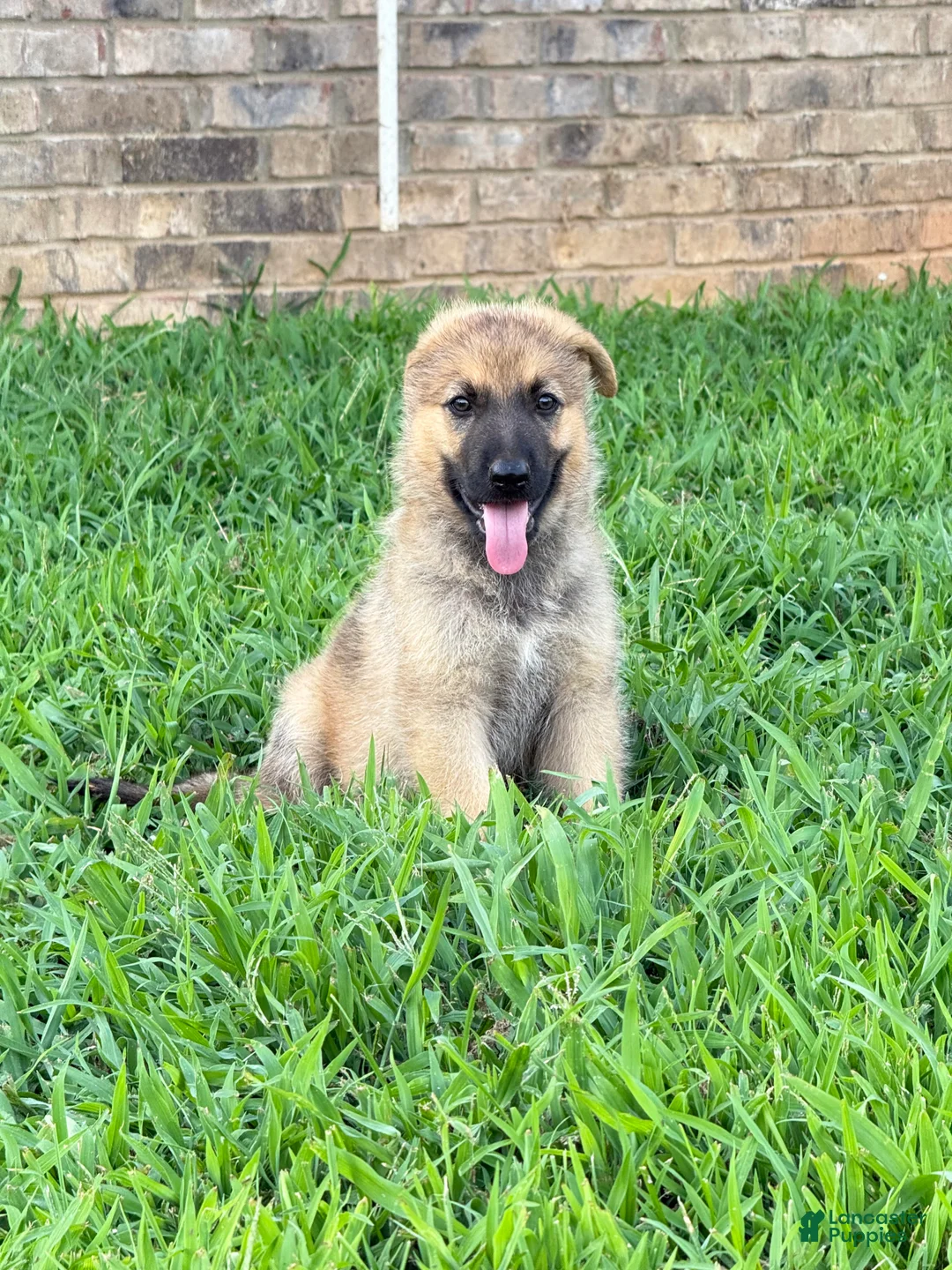 German Shepherd dogs for sale: Jodie - Ad 1
