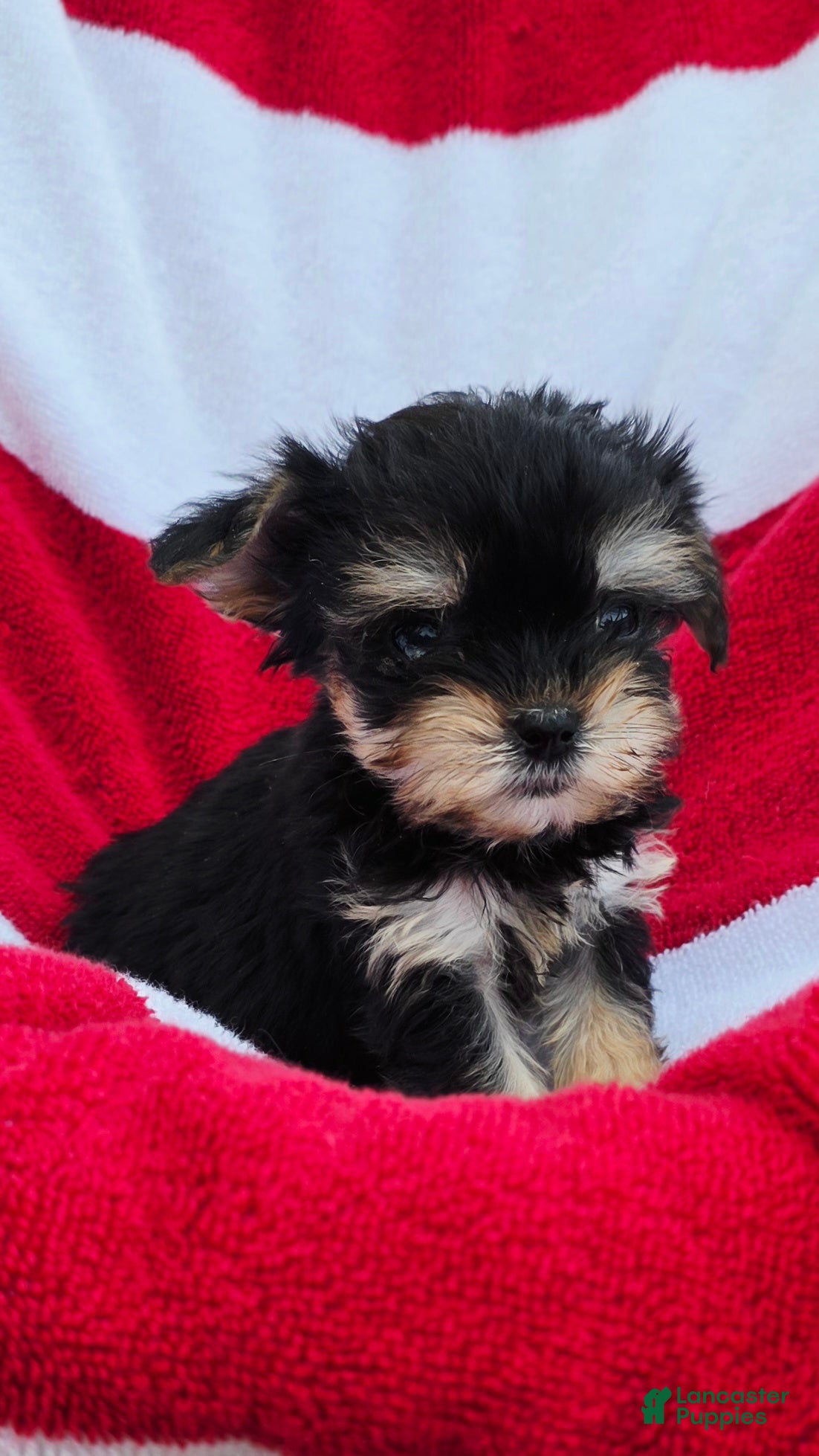 Yorkshire Terrier dogs for sale: Dixy - Ad 2