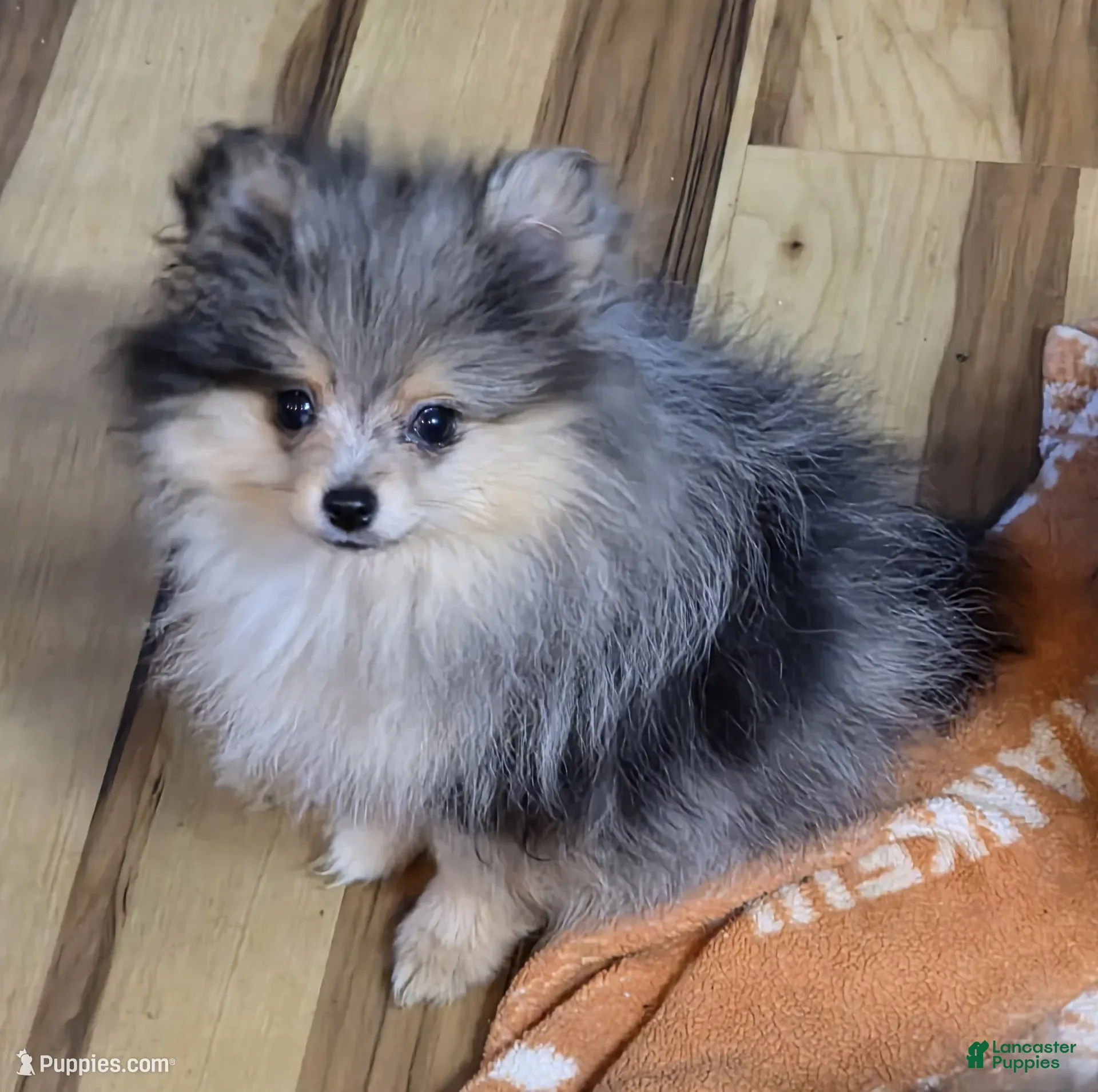 Pomeranian dogs Akc Tanner  - Ad 11