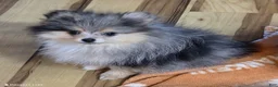 Pomeranian dogs for sale: Akc Tanner  - Ad 1