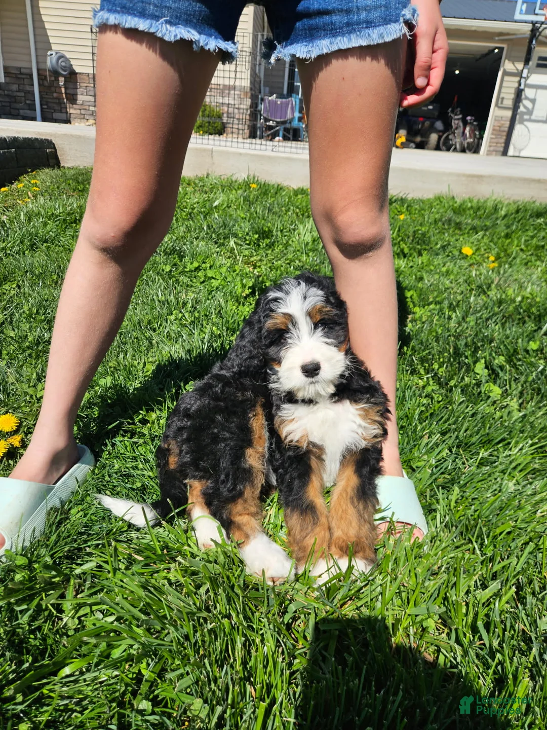 Bernedoodle dogs for sale: Lola Bernedoodle F1 - Ad 1
