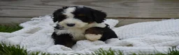 Mini Bernedoodle dogs for sale: Lance - Ad 5