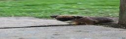 Jug dogs for sale: Goose - Ad 9