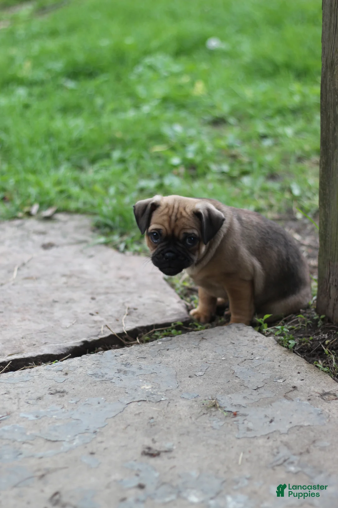 Jug dogs for sale: Goose - Ad 9