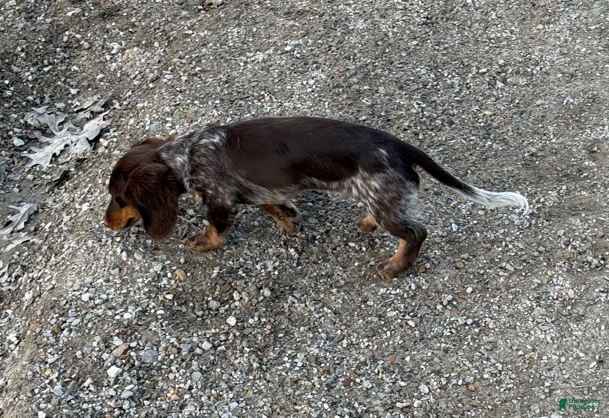 Miniature Dachshund dogs for sale: Rocco - Ad 2
