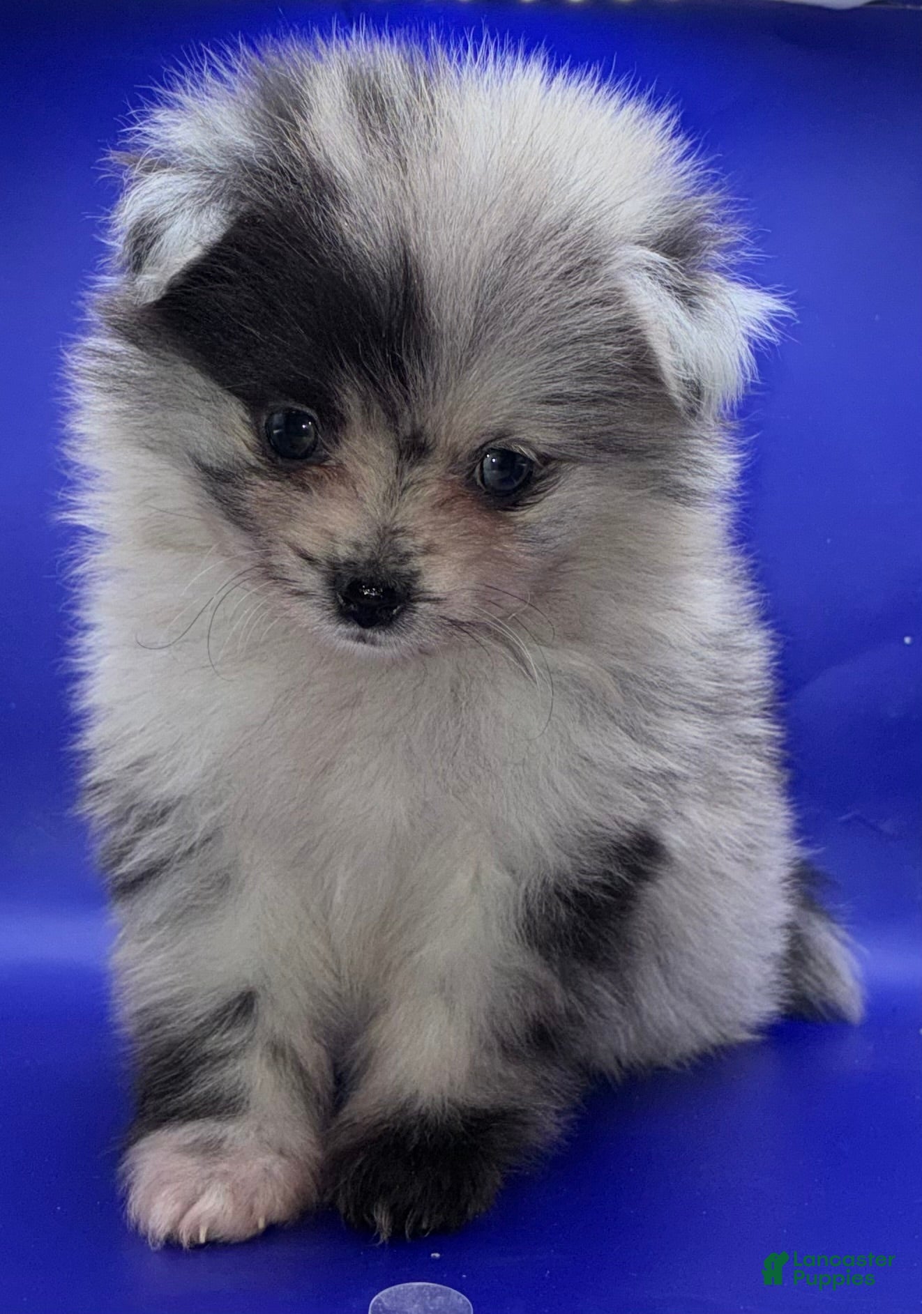 Pomeranian dogs Blue Merle Pomeranian Puppy 1 - Ad 1
