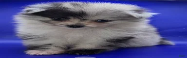 Blue Merle Pomeranian Puppy 1