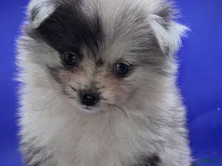 Pomeranian dogs for sale: Blue Merle Pomeranian Puppy 1 - Ad 2