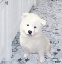 Samoyed dogs BABY Snow - Ad 34